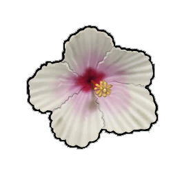 Fortune Flower