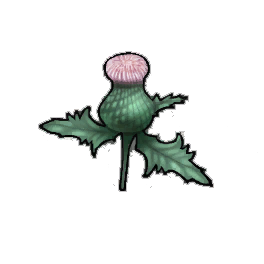 Creeping Thistle