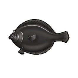 Black Flounder