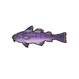 Majestic Cod