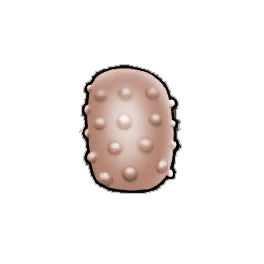 Salvo Bitterfruit