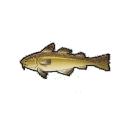 Dodger Cod