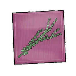 Arbowt Thyme Seed Packet