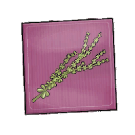 Amazing Thyme Seed Packet
