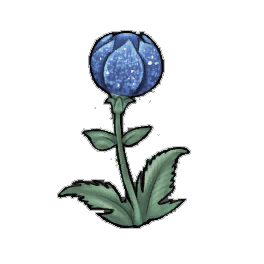 Mage Ellen's Globeplant