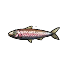 Rainbow Sardines
