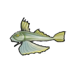 Yellowtail Gurnard