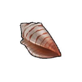 Cone Shell