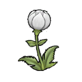 Snowball Globeplant