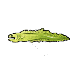 Snipe Eel