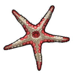 Bloody Henry Starfish