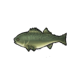 Smallmouth Bass