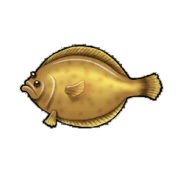 Mottled Flounder