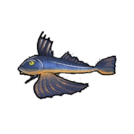 Dusky Gurnard
