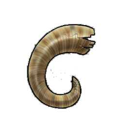 Yellowing Rams Horn