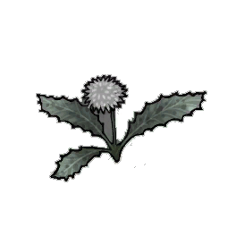 Rock Dandelion