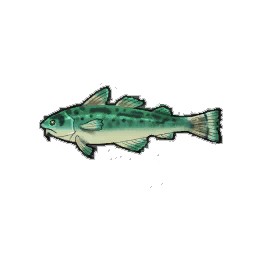 Teal Cod