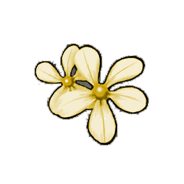 Yellow Periwinkle