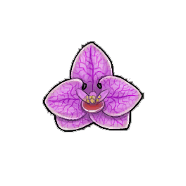 Moth Orchid