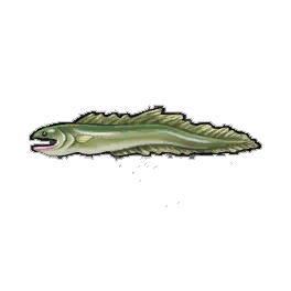 Rord Eel