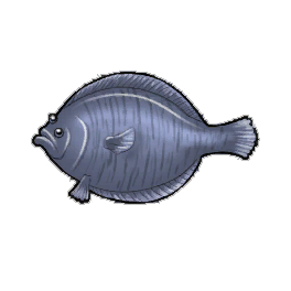 Stone Flounder