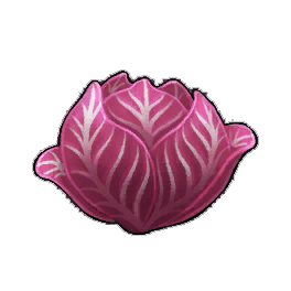 Red Cabbage