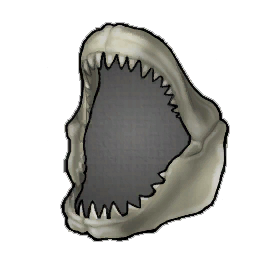 gray shark jaw