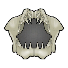 Flawless Shark Jaw