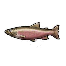 Coho Salmon