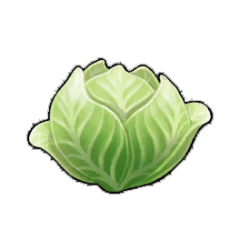 Napa Cabbage