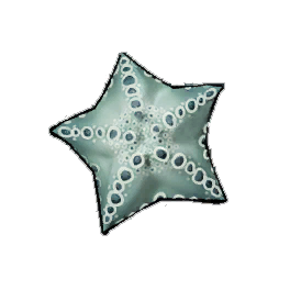 Beaded Starfish