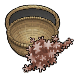 Hardy Geckoplant