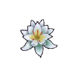 White Water Lily