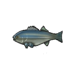 Striped Bass