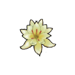 Copper Water Lily