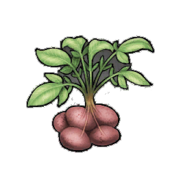 King Phelwan Potato