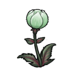Pastel Globeplant