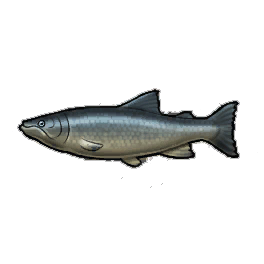 Joyful Salmon