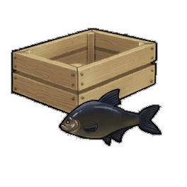 Black Bream