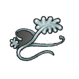 Silver Kelp