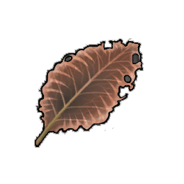 Sharp Edge Dock Leaf