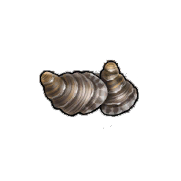 Graduated Oyster