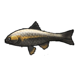 Stout Trout