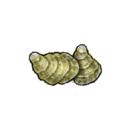Spotshell Oyster