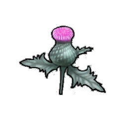 Spear Thistle