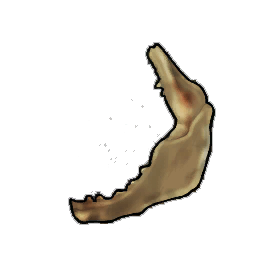 Eroded Shark Jaw