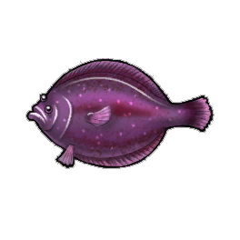 Starry Flounder