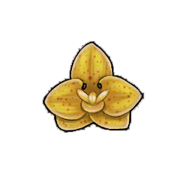 Mokara Orchid