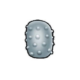 Gray Bitterfruit