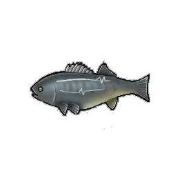 Rock Bass